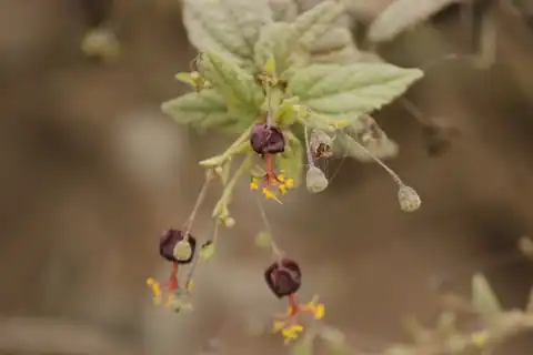 Foto dokumenter Sidastrum paniculatum
