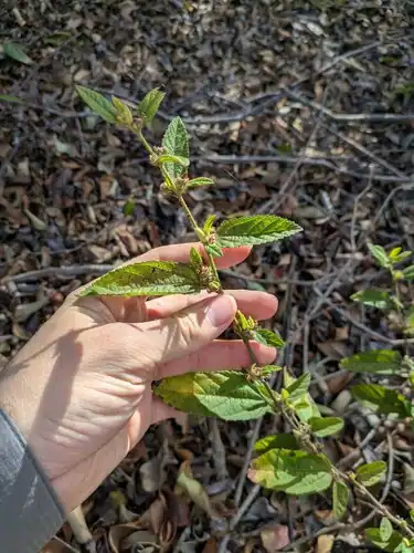 Foto dokumenter Sidastrum multiflorum