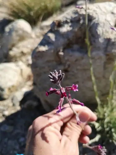 Foto dokumenter Boechera arcuata