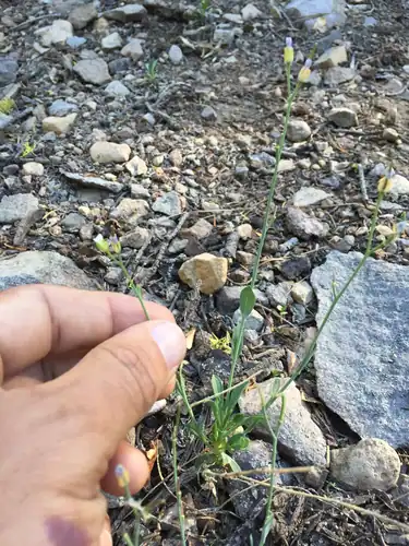 Foto dokumenter Boechera howellii