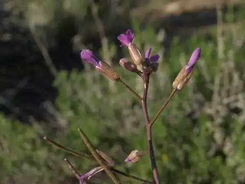 Foto dokumenter Boechera lincolnensis