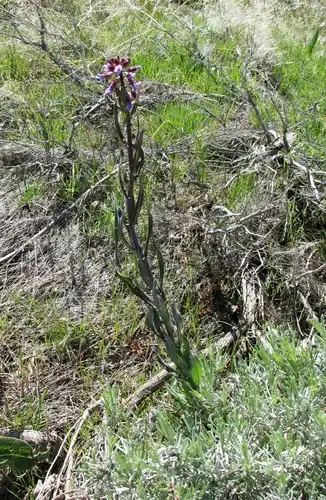 Foto dokumenter Boechera pauciflora
