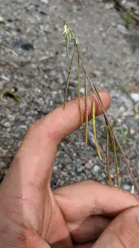 Foto dokumenter Boechera pendulocarpa