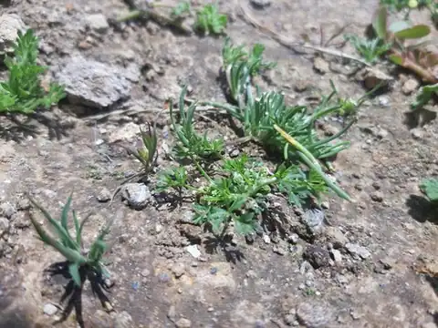 Foto dokumenter Chaerophyllum andicola