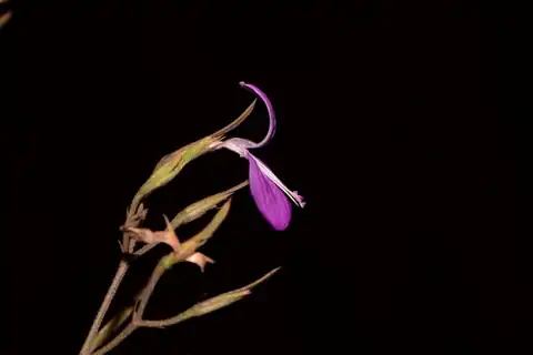 Foto dokumenter Dicliptera paniculata