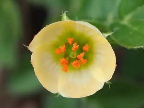 Foto dokumenter Kallstroemia maxima