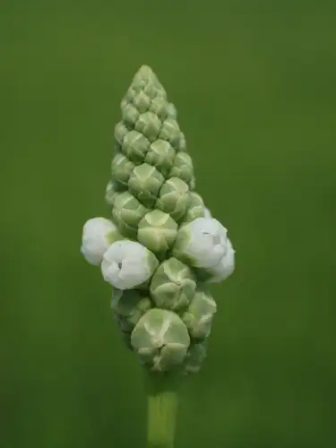 Foto dokumenter Sphenoclea zeylanica