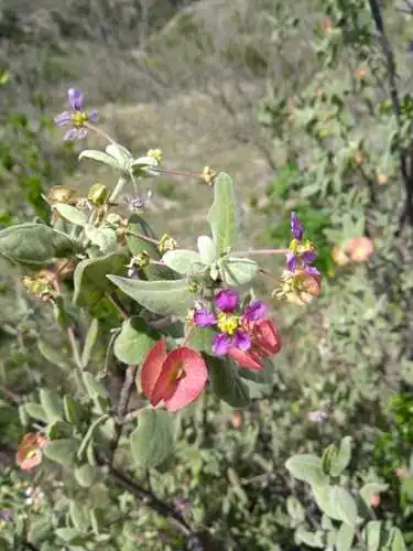 Foto dokumenter Calcicola parvifolia