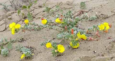 Foto dokumenter Camissoniopsis cheiranthifolia