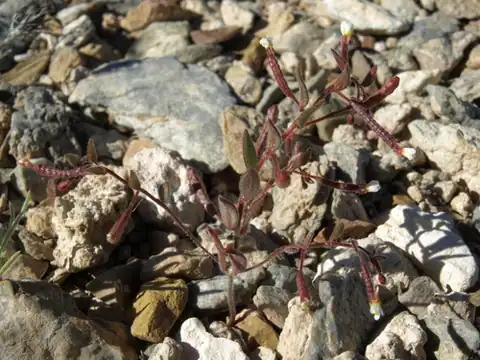 Foto dokumenter Chylismiella pterosperma