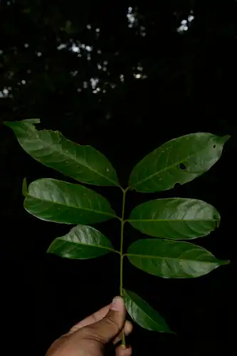 Foto dokumenter Dysoxylum gotadhora