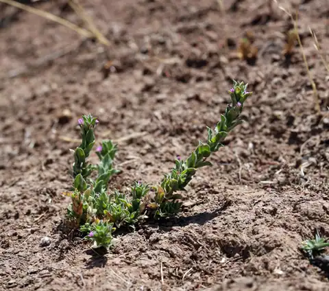 Foto dokumenter Epilobium campestre