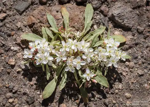 Foto dokumenter Eremothera nevadensis