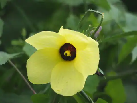 Foto dokumenter Abelmoschus moschatus