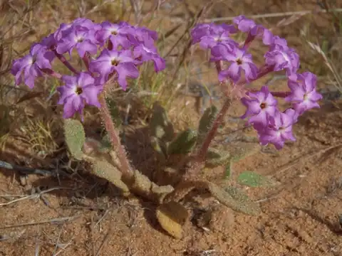 Abronia villosa, dicatat sumber sebagai Abronia villosa var. villosa.