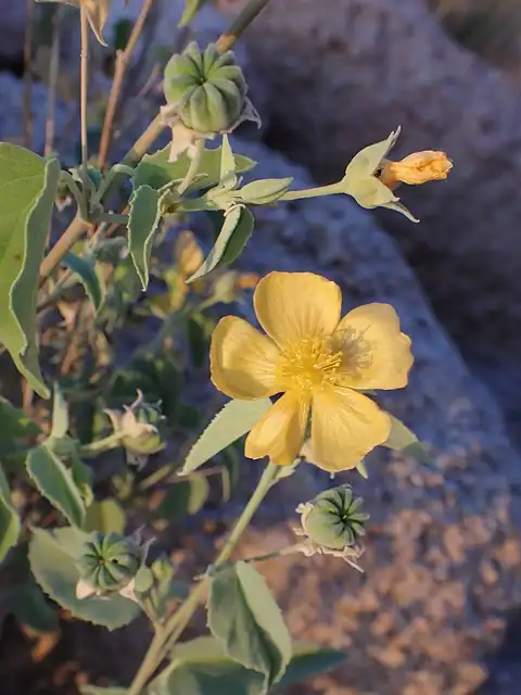 Foto dokumenter Abutilon fruticosum