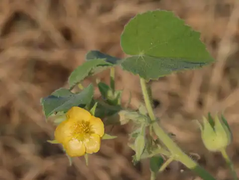 Foto dokumenter Abutilon pannosum