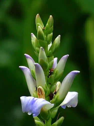 Foto dokumenter Acanthus ilicifolius