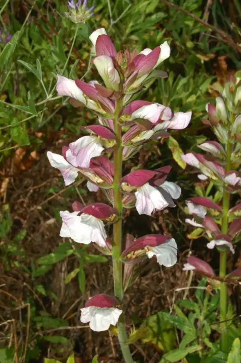 Foto dokumenter Acanthus mollis