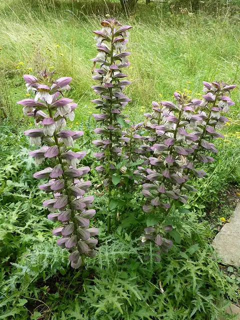 Foto dokumenter Acanthus spinosus