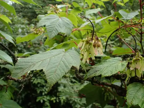 Foto dokumenter Acer caudatum