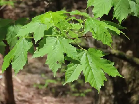 Foto dokumenter Acer diabolicum