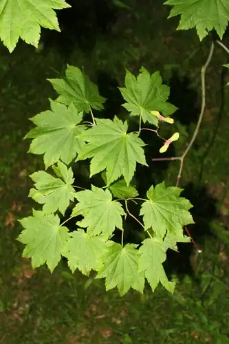 Foto dokumenter Acer japonicum