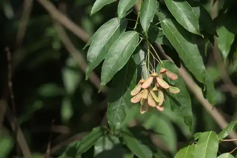 Foto dokumenter Acer oblongum