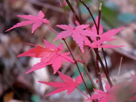Foto dokumenter Acer palmatum