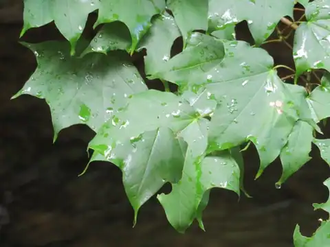 Foto dokumenter Acer pictum