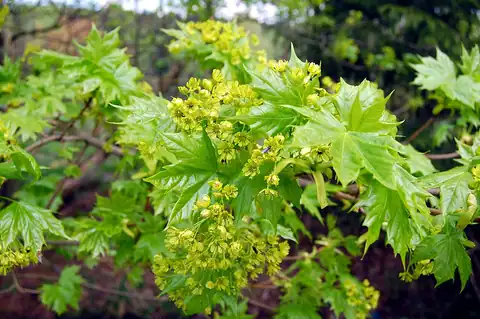 Foto dokumenter Acer platanoides