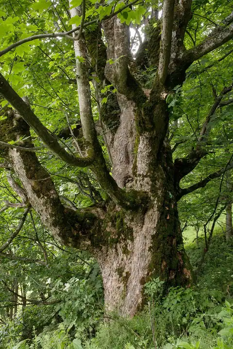 Foto dokumenter Acer pseudoplatanus