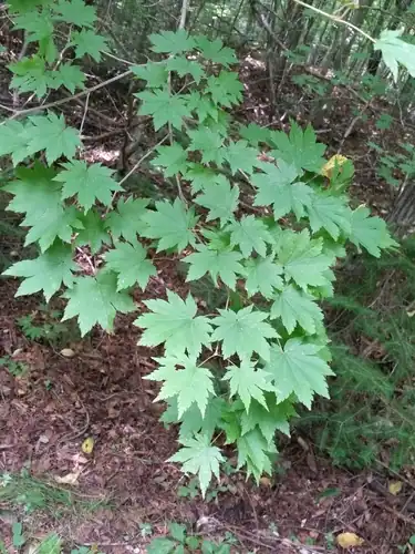 Foto dokumenter Acer pseudosieboldianum