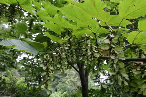 Foto dokumenter Acer rufinerve