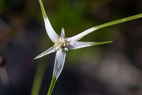 Foto dokumenter Rhynchospora colorata