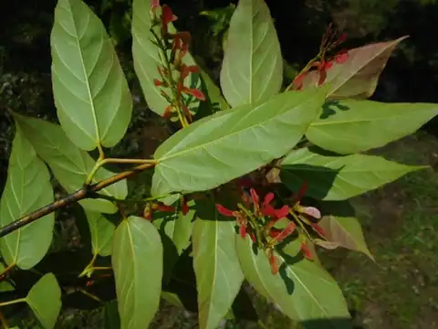 Foto dokumenter Acer sikkimense