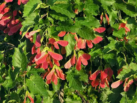 Foto dokumenter Acer tataricum