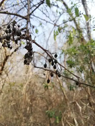 Foto dokumenter Achatocarpus nigricans