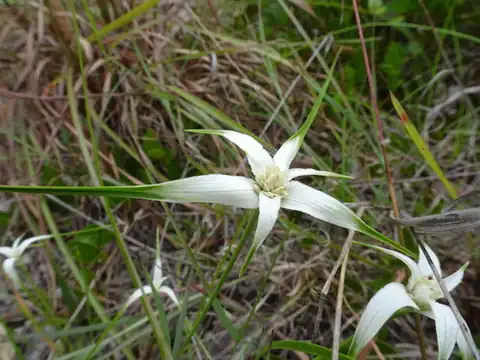 Foto dokumenter Rhynchospora floridensis