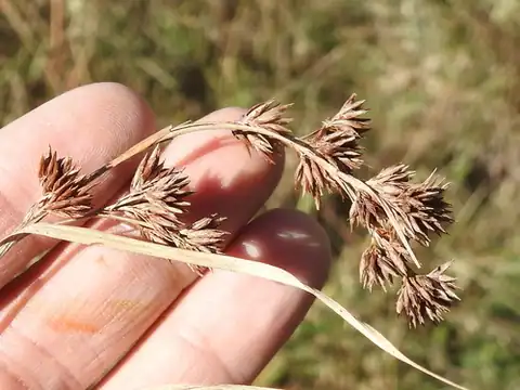 Foto dokumenter Rhynchospora glomerata