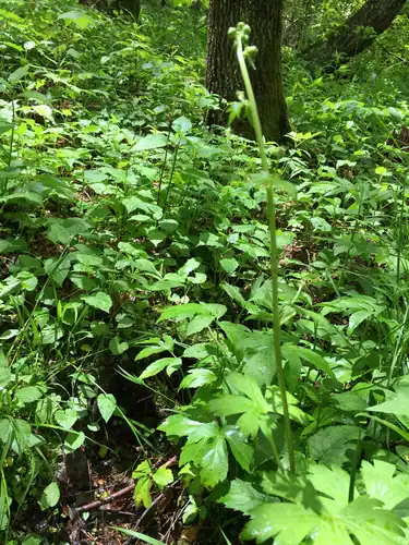 Foto dokumenter Aconitum reclinatum
