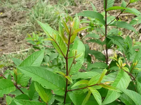 Foto dokumenter Adenaria floribunda