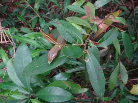 Foto dokumenter Adinandra formosana