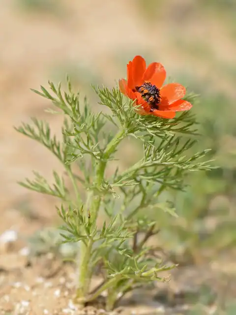 Foto dokumenter Adonis aestivalis
