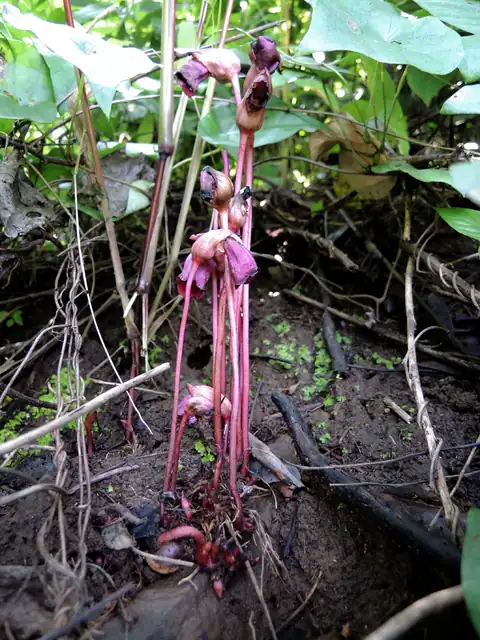 Foto dokumenter Aeginetia indica