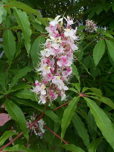 Foto Aesculus indica yang dicatat sumber sebagai 'Sydney Pearce'.