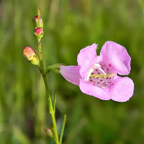 Foto dokumenter Agalinis fasciculata