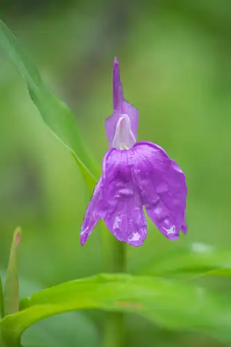 Foto dokumenter Roscoea auriculata