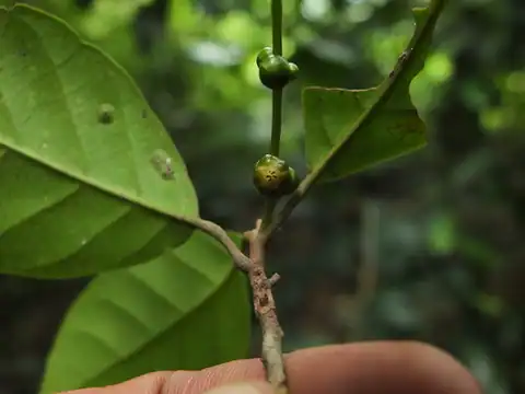 Foto dokumenter Aglaia simplicifolia
