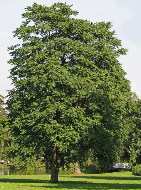 Foto dokumenter Ailanthus altissima